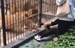 Assista: Criança é atacada por leoa em zoológico