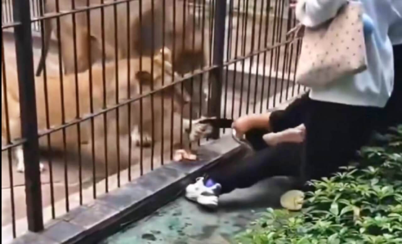 Assista: Criança é atacada por leoa em zoológico