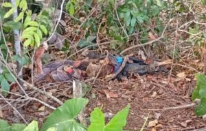 Corpo em estado de decomposição é encontrado na zona rural de São Miguel dos Campos