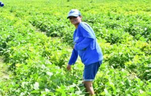 Prefeitura de São Miguel dos Campos abre cadastro para nova etapa do Programa Comida na Mesa