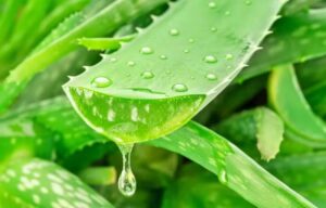 Substância presente na babosa poderá ajudar a combater Alzheimer