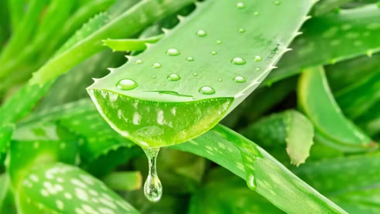 Substância presente na babosa poderá ajudar a combater Alzheimer